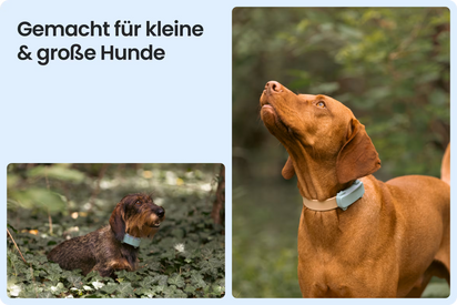 Tractive DOG 6 Tracker für Hunde, Mint